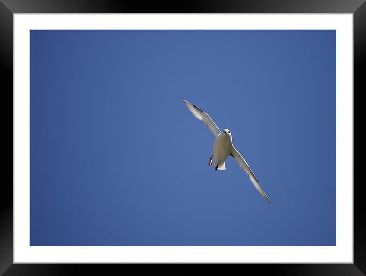 FULMAR IN THE BLUE Framed Mounted Print by Anthony R Dudley (LRPS)