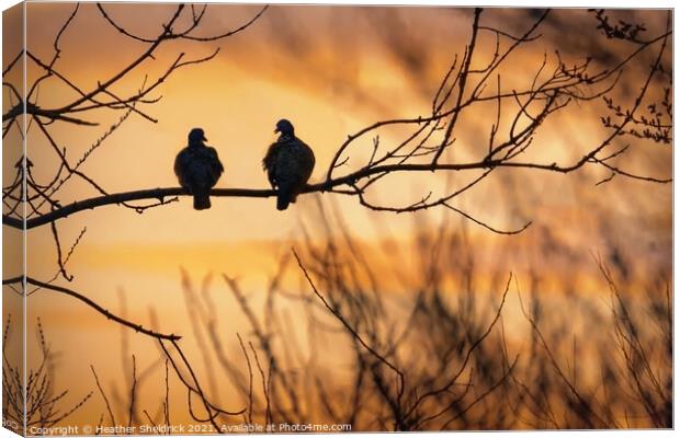 Evening chat Canvas Print by Heather Sheldrick