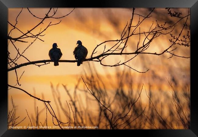 Evening chat Framed Print by Heather Sheldrick