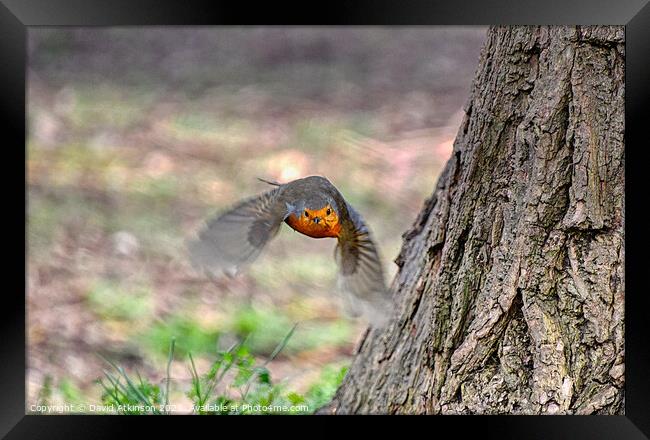 Flying Robin Framed Print by David Atkinson