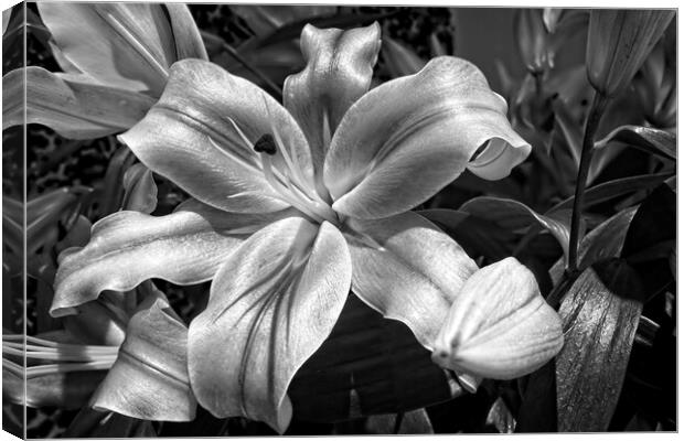Lily Flower in Bloom Canvas Print by Rob Cole