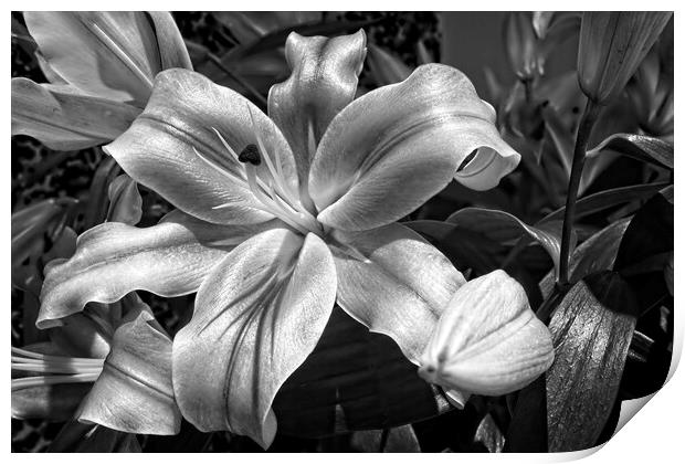 Lily Flower in Bloom Print by Rob Cole