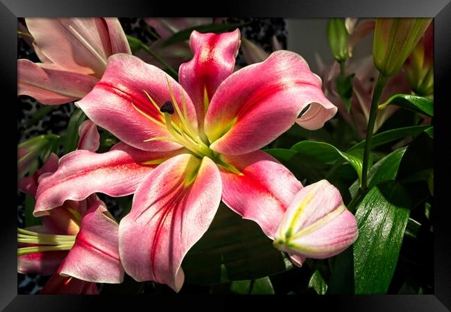Lily Flower in Bloom Framed Print by Rob Cole