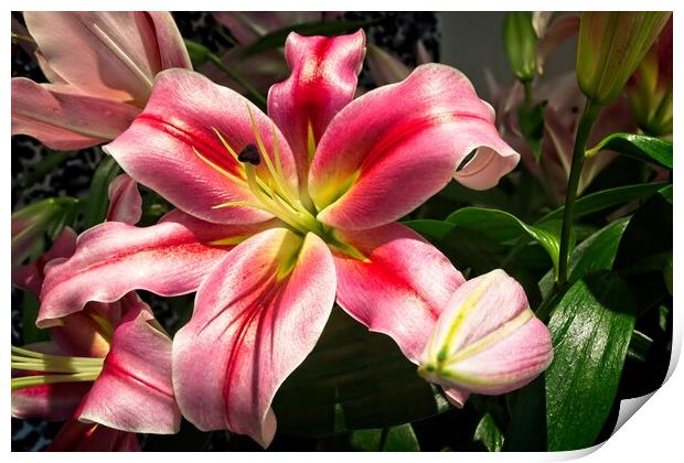 Lily Flower in Bloom Print by Rob Cole