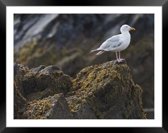 Gull sitting on rocks North Wales Framed Mounted Print by mark humpage
