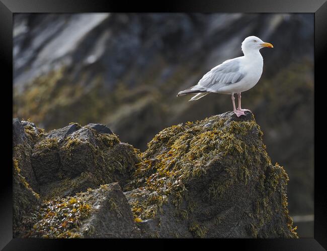 Gull sitting on rocks North Wales Framed Print by mark humpage