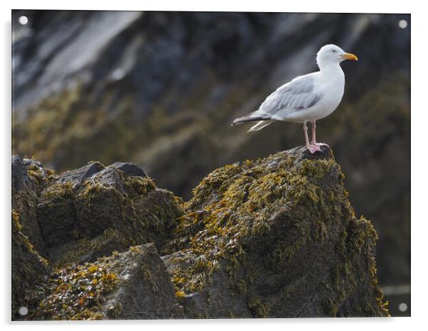 Gull sitting on rocks North Wales Acrylic by mark humpage