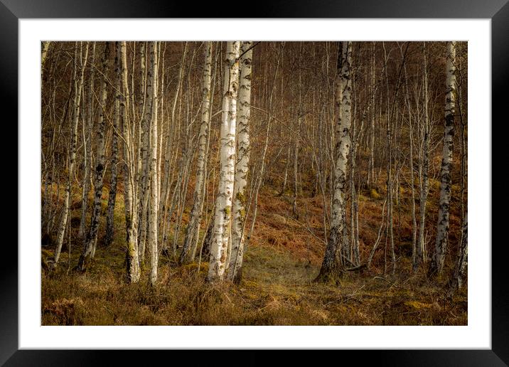 Silver birch  Framed Mounted Print by chris smith