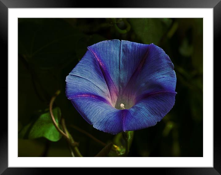 Blue Morning Glory Framed Mounted Print by Jacqi Elmslie