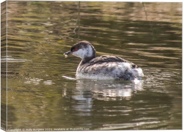 Grebe Small Medium from Scandinavian a male  Canvas Print by Holly Burgess