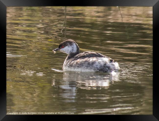 Grebe Small Medium from Scandinavian a male  Framed Print by Holly Burgess