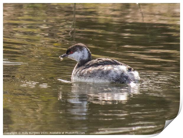 Grebe Small Medium from Scandinavian a male  Print by Holly Burgess