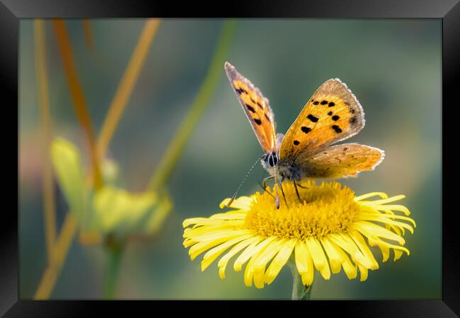 A Small Copper Framed Print by Mark Jones