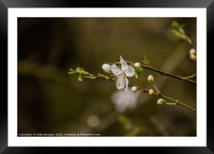 Apple Blossom flower with buds on a tree Framed Mounted Print by Holly Burgess