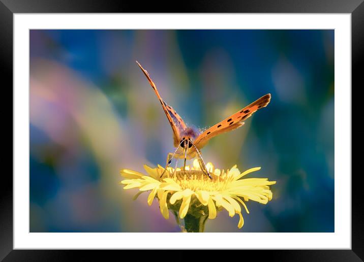 Small Copper Framed Mounted Print by Mark Jones