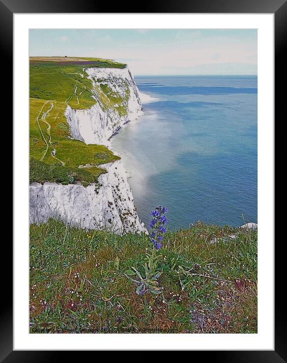 White Cliffs Of Dover With Wild Flowers, Kent UK. Framed Mounted Print by Ernest Sampson