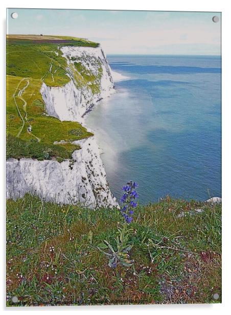 White Cliffs Of Dover With Wild Flowers, Kent UK. Acrylic by Ernest Sampson