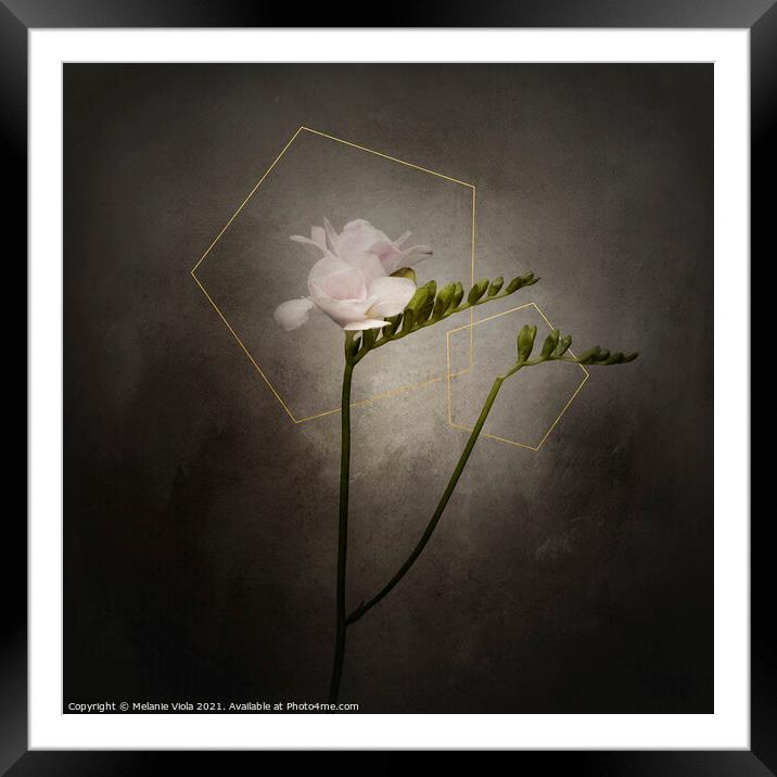 Graceful flower - Freesia | vintage style gold  Framed Mounted Print by Melanie Viola