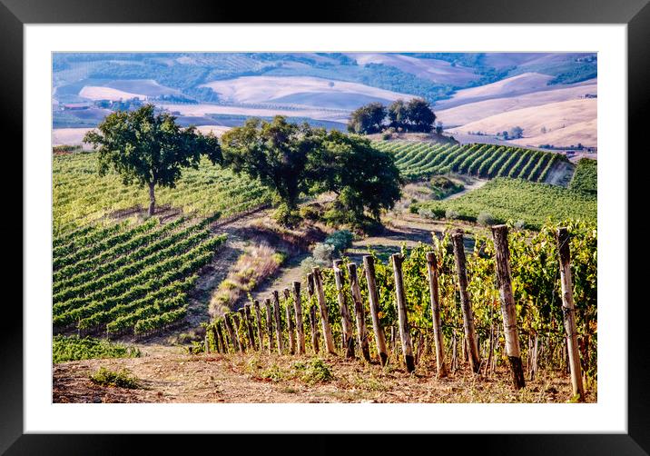 Tuscan Vineyard Framed Mounted Print by John Frid