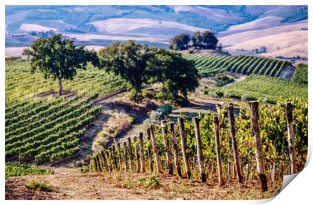 Tuscan Vineyard Print by John Frid