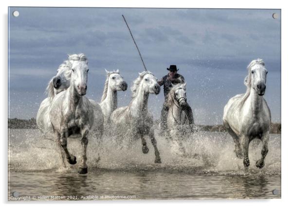 Wild Rounding up the Camargue white Horses Acrylic by Helkoryo Photography