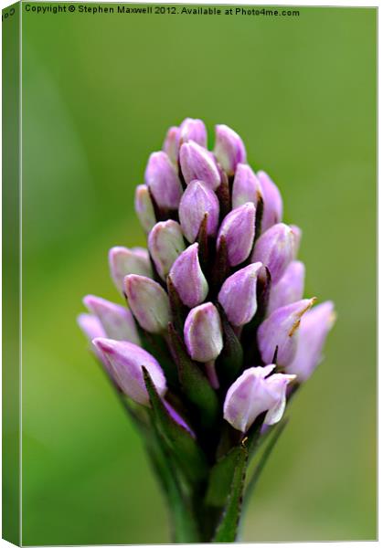 Orchid buds Canvas Print by Stephen Maxwell