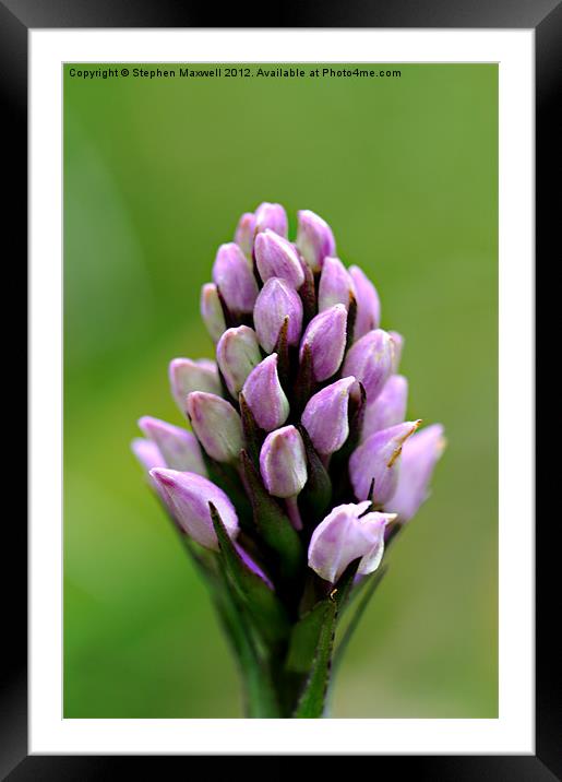Orchid buds Framed Mounted Print by Stephen Maxwell