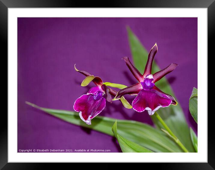 Zygopetalum Orchid Framed Mounted Print by Elizabeth Debenham