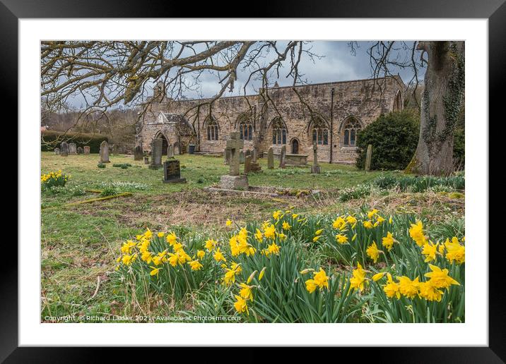 Daffodils in St Marys Parish Churchyard, Wycliffe, Teesdale Framed Mounted Print by Richard Laidler
