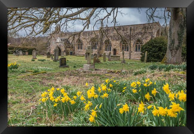 Daffodils in St Marys Parish Churchyard, Wycliffe, Teesdale Framed Print by Richard Laidler