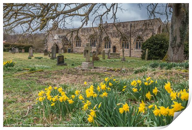 Daffodils in St Marys Parish Churchyard, Wycliffe, Teesdale Print by Richard Laidler