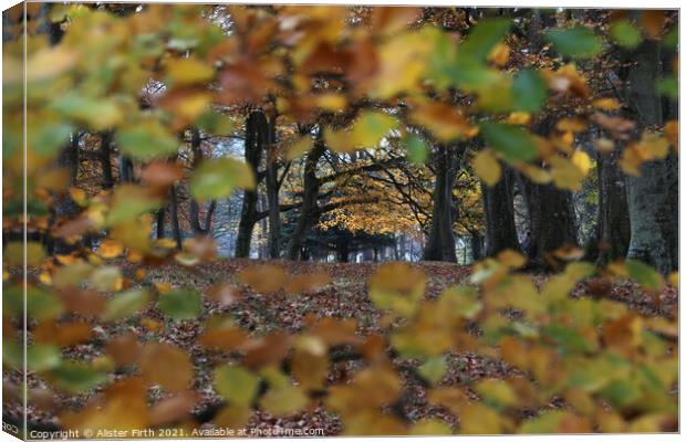 Through the leaves, Autumn Walk Canvas Print by Alister Firth Photography