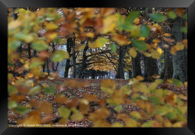 Through the leaves, Autumn Walk Framed Print by Alister Firth Photography
