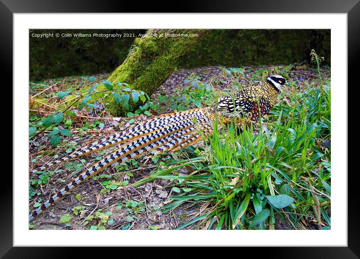 A Reeves Pheasant seen in the woods Framed Mounted Print by Colin Williams Photography