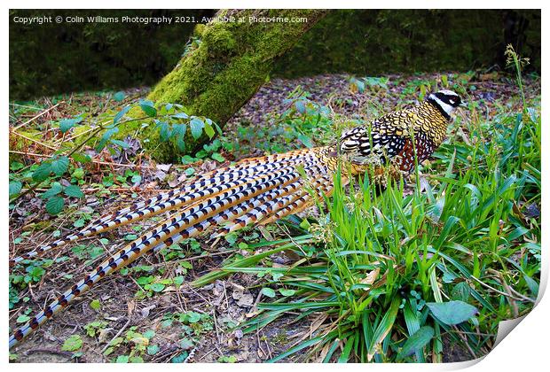 A Reeves Pheasant seen in the woods Print by Colin Williams Photography