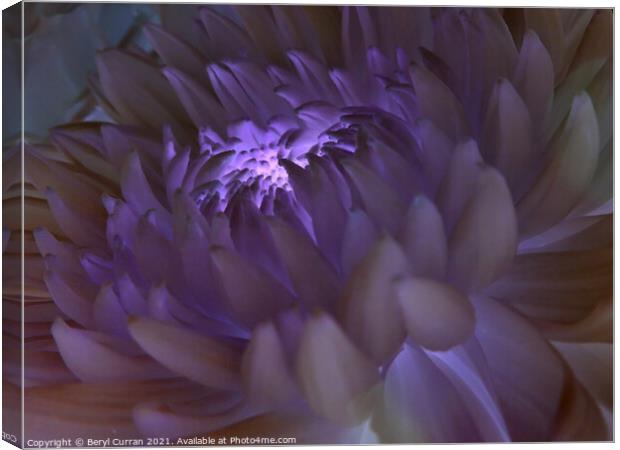 Radiant Purple Bloom Canvas Print by Beryl Curran