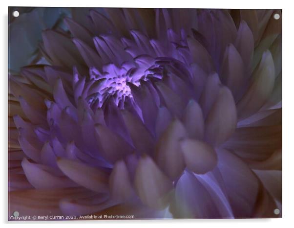 Radiant Purple Bloom Acrylic by Beryl Curran