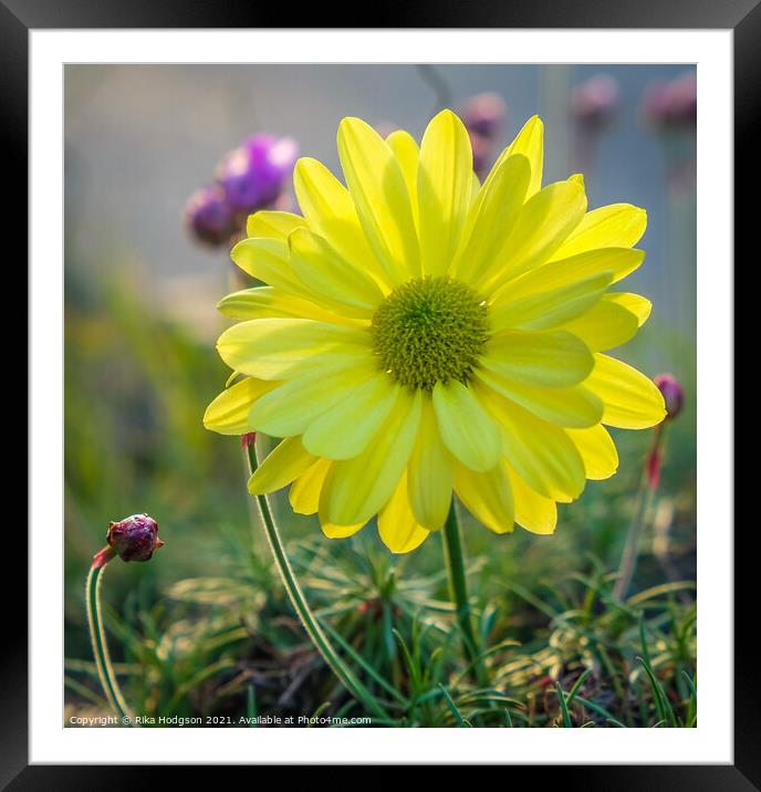Close up, Yellow flower with sunshine from behind Framed Mounted Print by Rika Hodgson