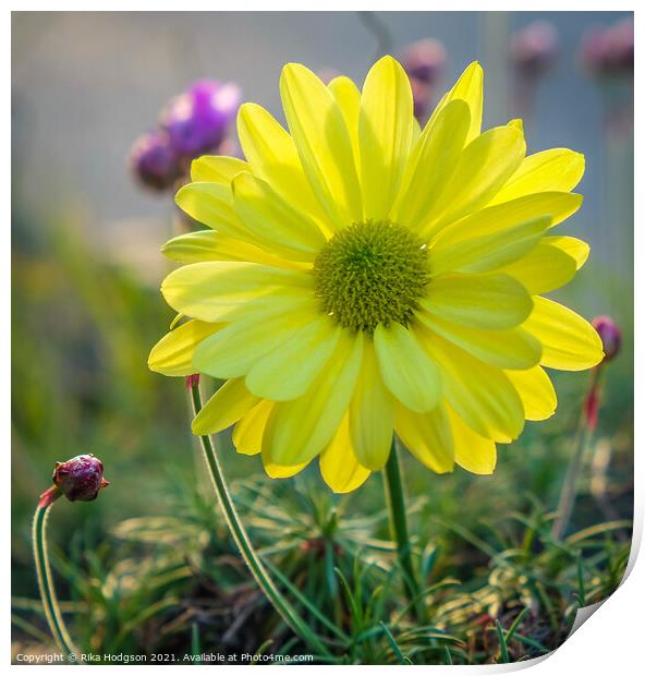 Close up, Yellow flower with sunshine from behind Print by Rika Hodgson