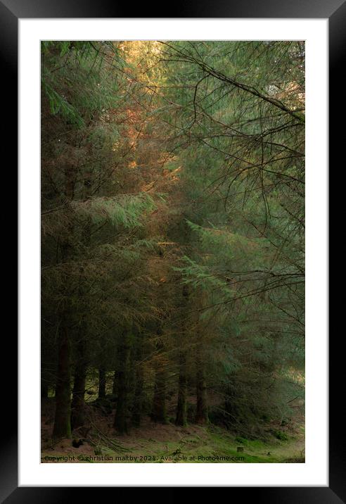 Trees in the Galloway Forest Framed Mounted Print by christian maltby