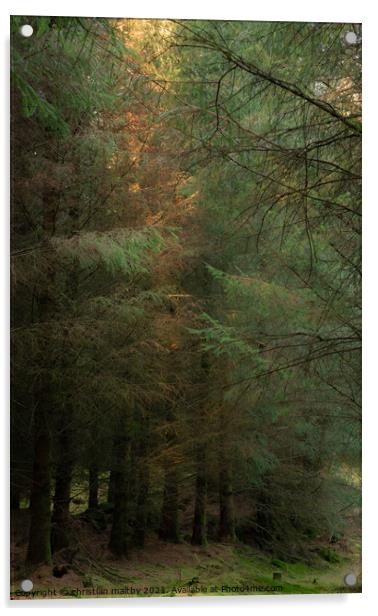 Trees in the Galloway Forest Acrylic by christian maltby