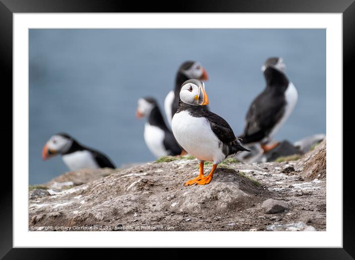 Puffin on Patrol Framed Mounted Print by Gary Clarricoates