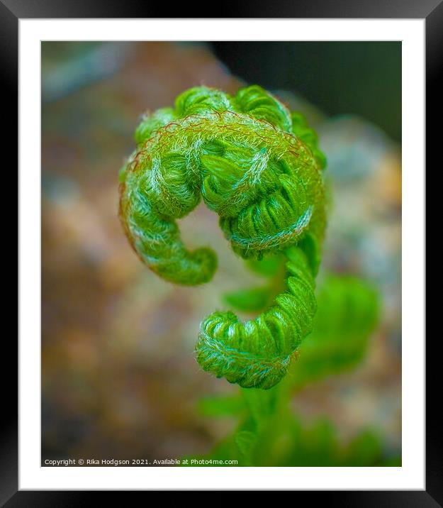 New curly green leaf of a Fern plant, Close up Framed Mounted Print by Rika Hodgson
