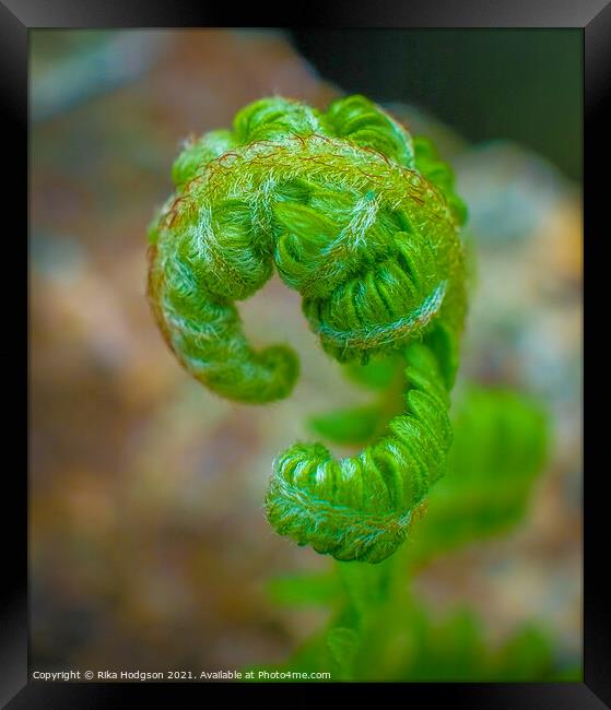 New curly green leaf of a Fern plant, Close up Framed Print by Rika Hodgson