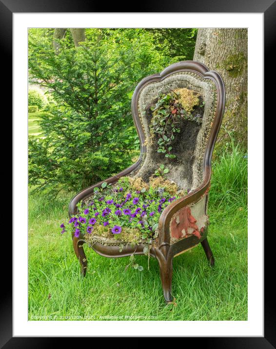 Old Chair with Viola Cushion Framed Mounted Print by JUDI LION