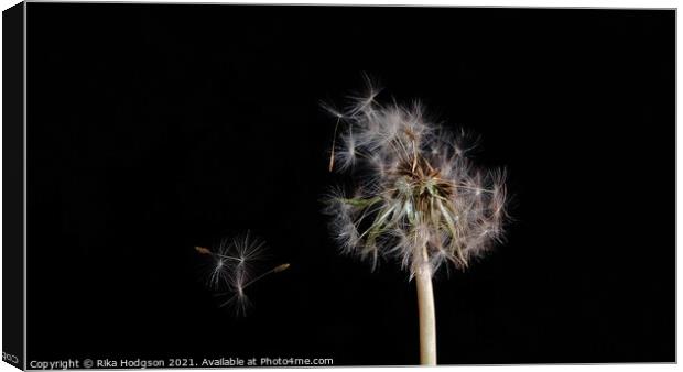 Dandelion seeds, blowing in the wind, Close up Canvas Print by Rika Hodgson