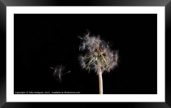 Dandelion seeds, blowing in the wind, Close up Framed Mounted Print by Rika Hodgson