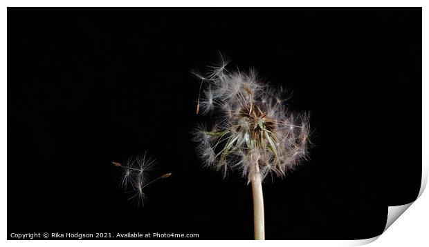 Dandelion seeds, blowing in the wind, Close up Print by Rika Hodgson
