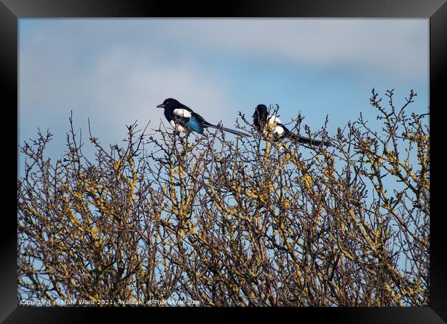 Two for Joy. Framed Print by Mark Ward