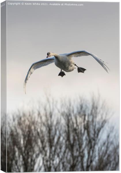 Look I can fly Canvas Print by Kevin White